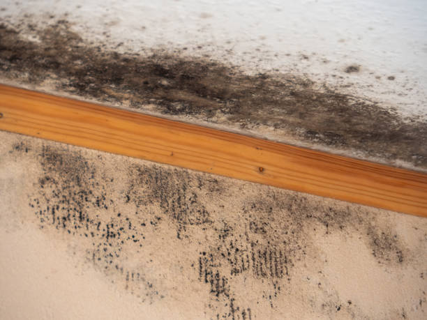 Best Mold Damage Restoration  in USA